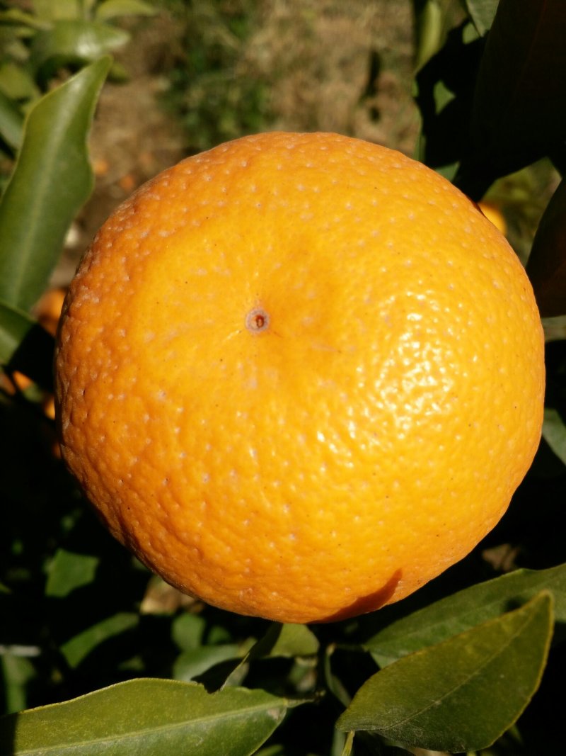 丽江沃柑