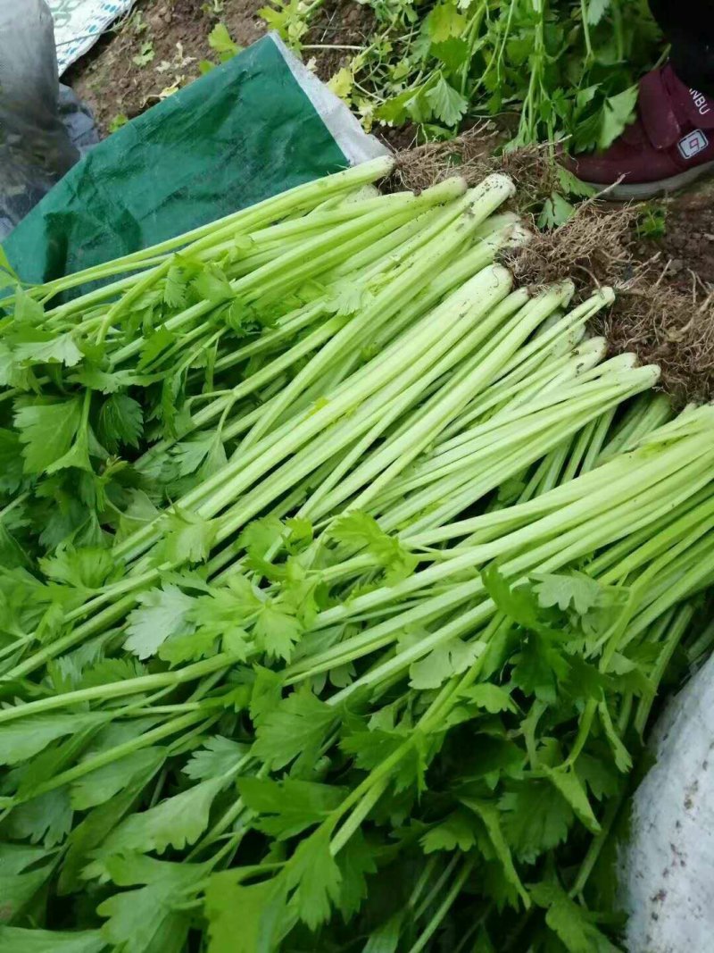 西芹，大棚鲜菜，中小棵，叶绿茎亮，净菜上车，货源充足