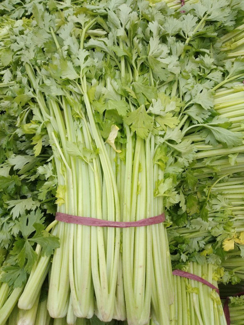 西芹，大棚鲜菜，中小棵，叶绿茎亮，净菜上车，货源充足