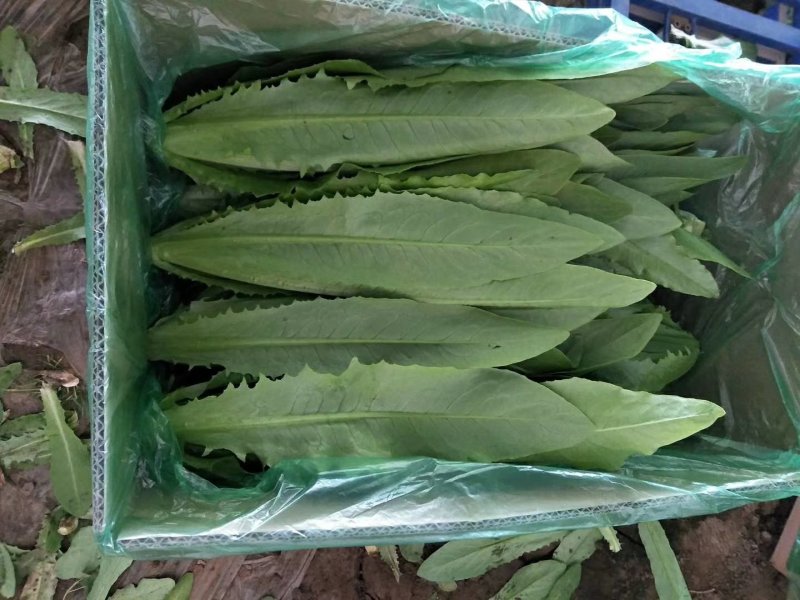 生菜苦菊油麦油菜红丁茼蒿油菜大头