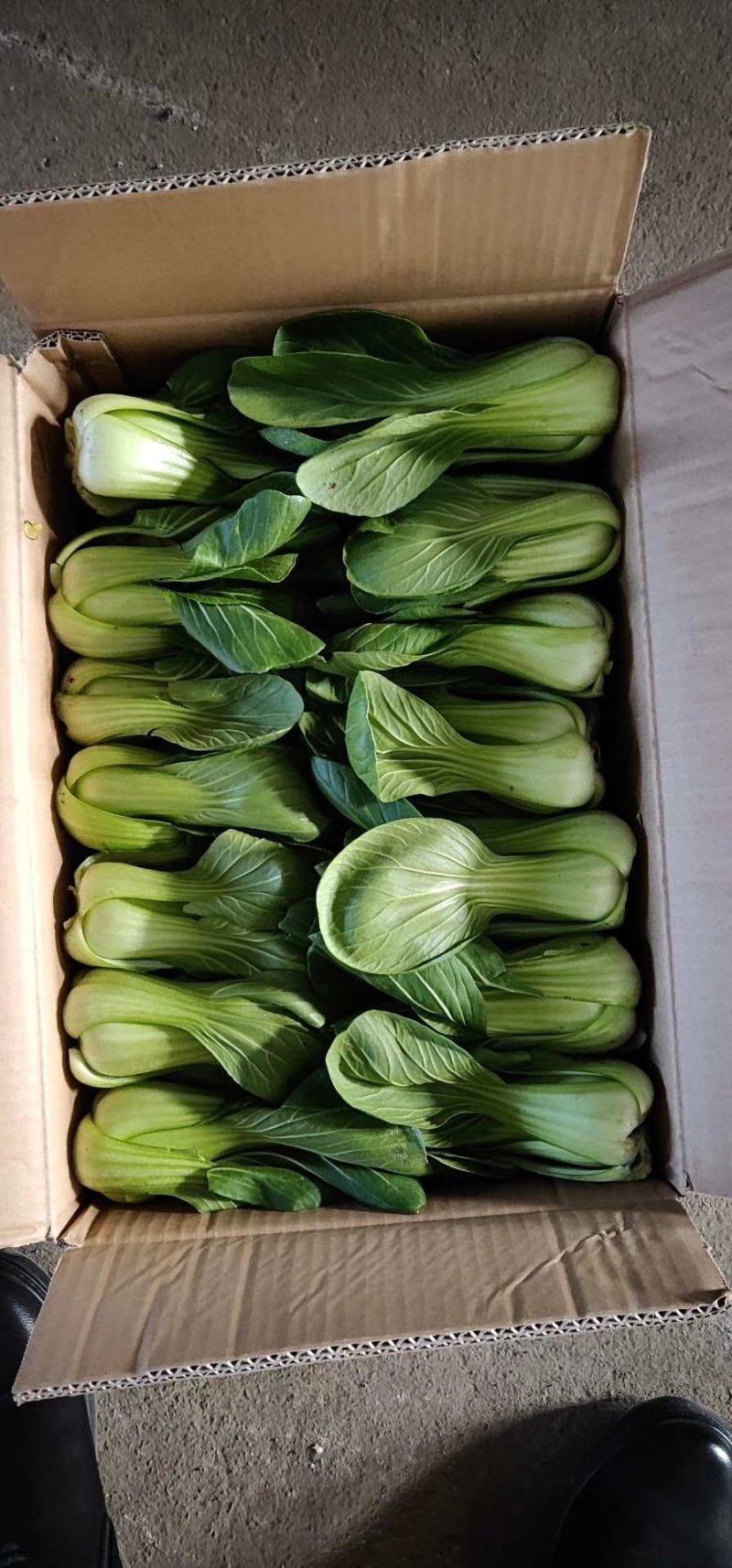 生菜苦菊油麦油菜红丁茼蒿油菜大头