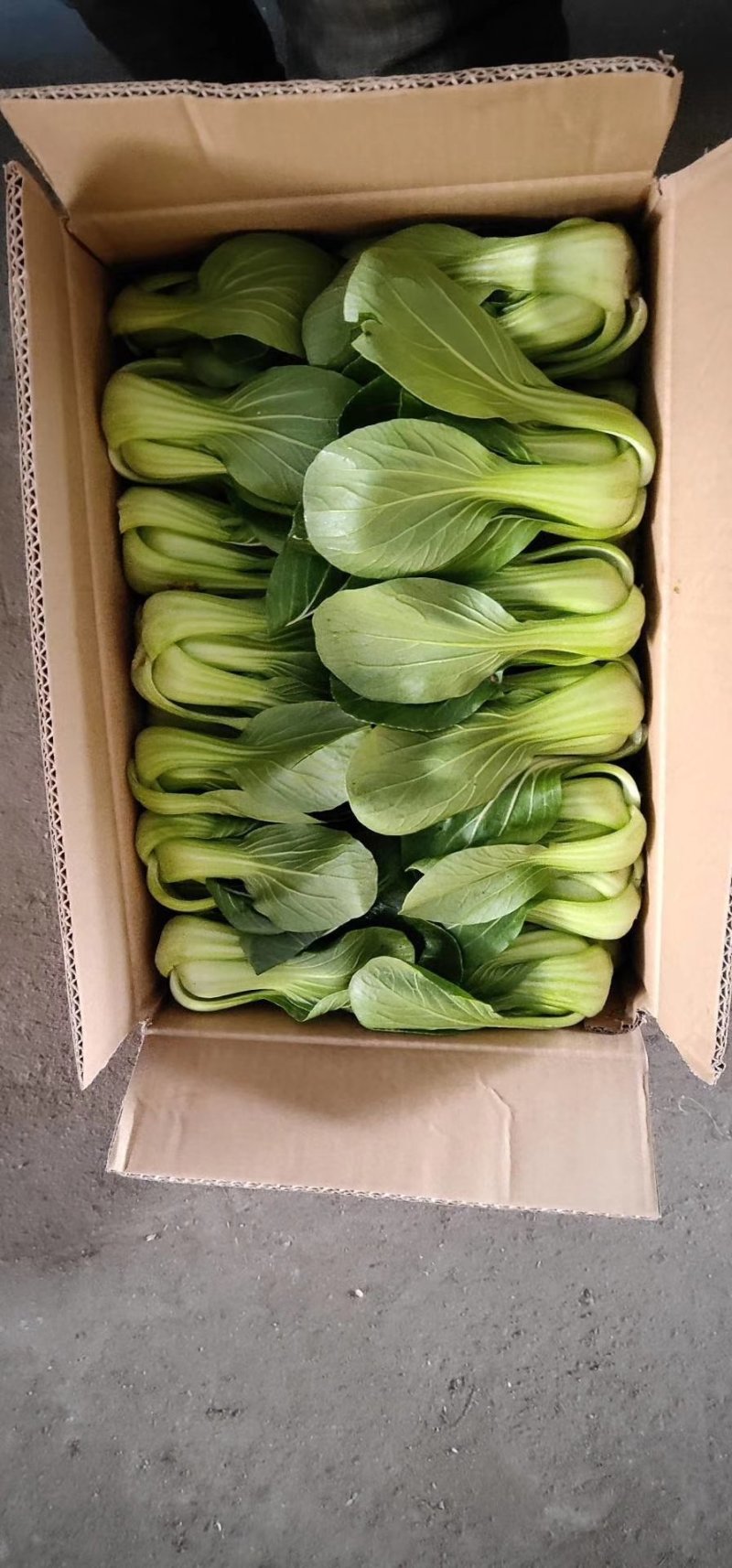 生菜苦菊油麦油菜红丁茼蒿油菜大头