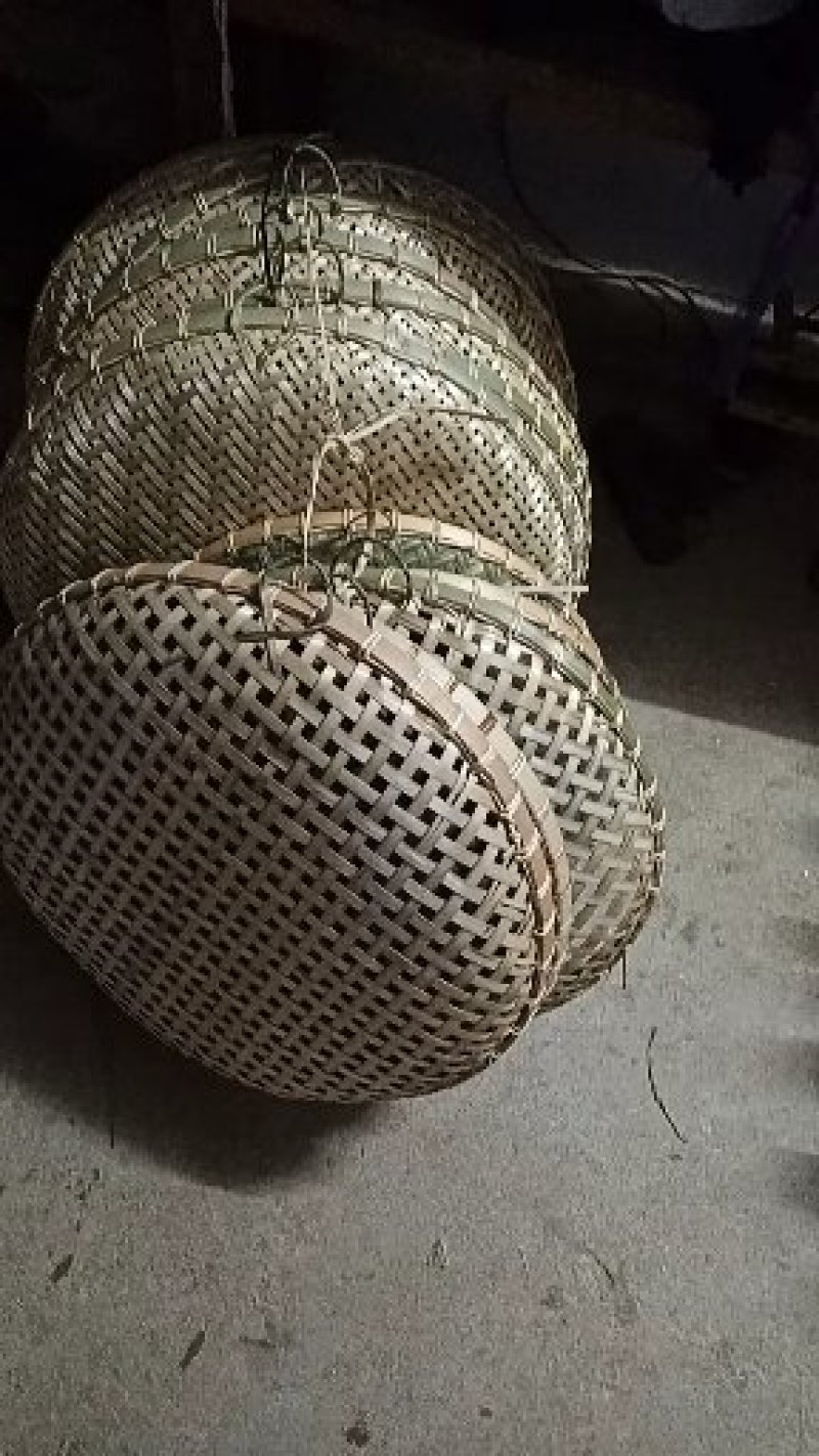 竹类植物
