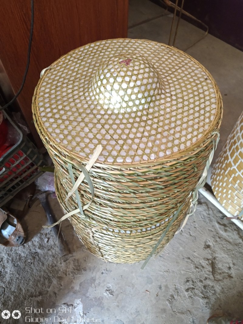 竹类植物