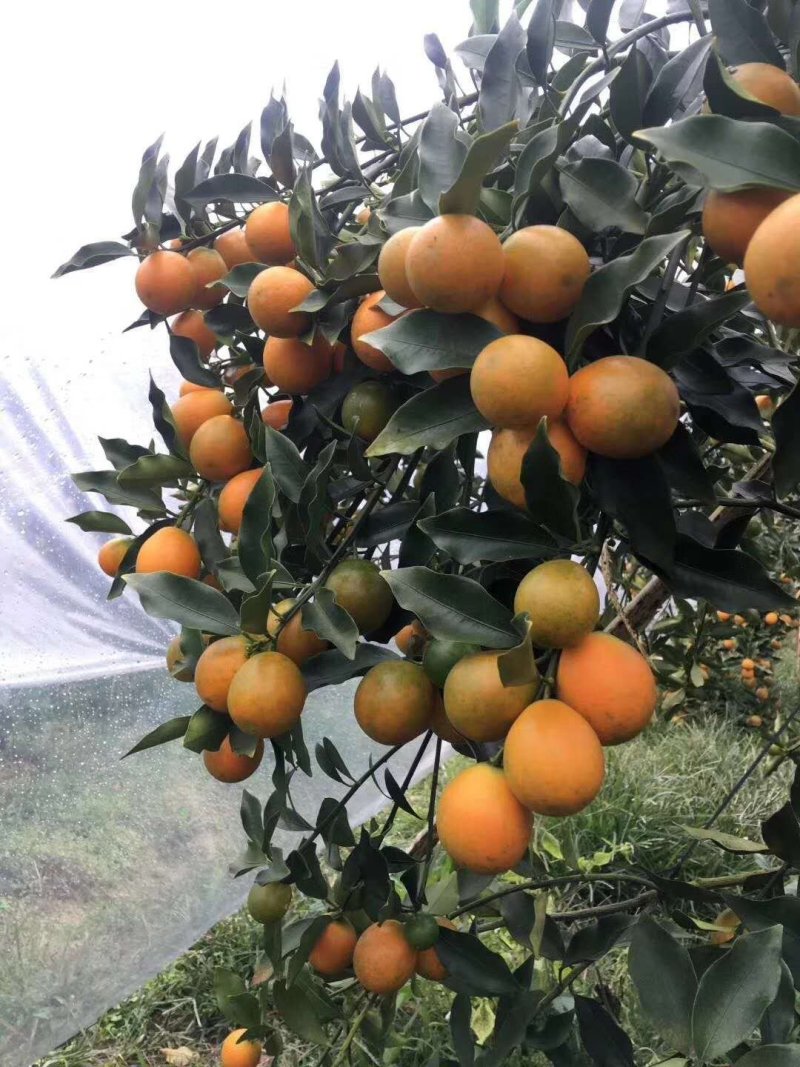 柑橘类