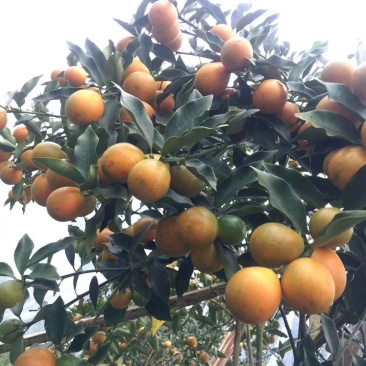 柑橘类