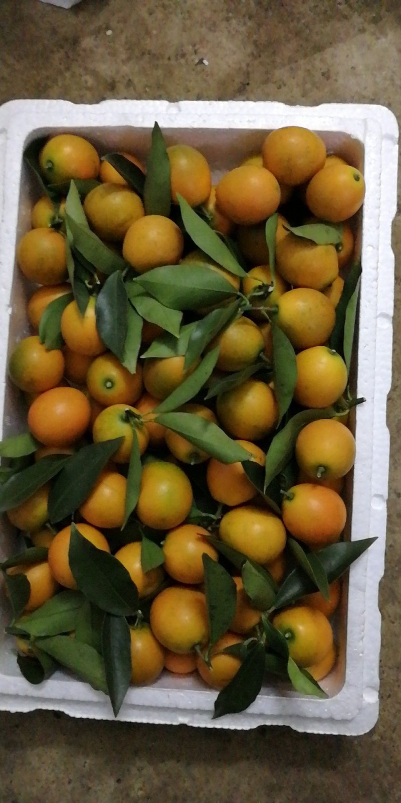 柑橘类