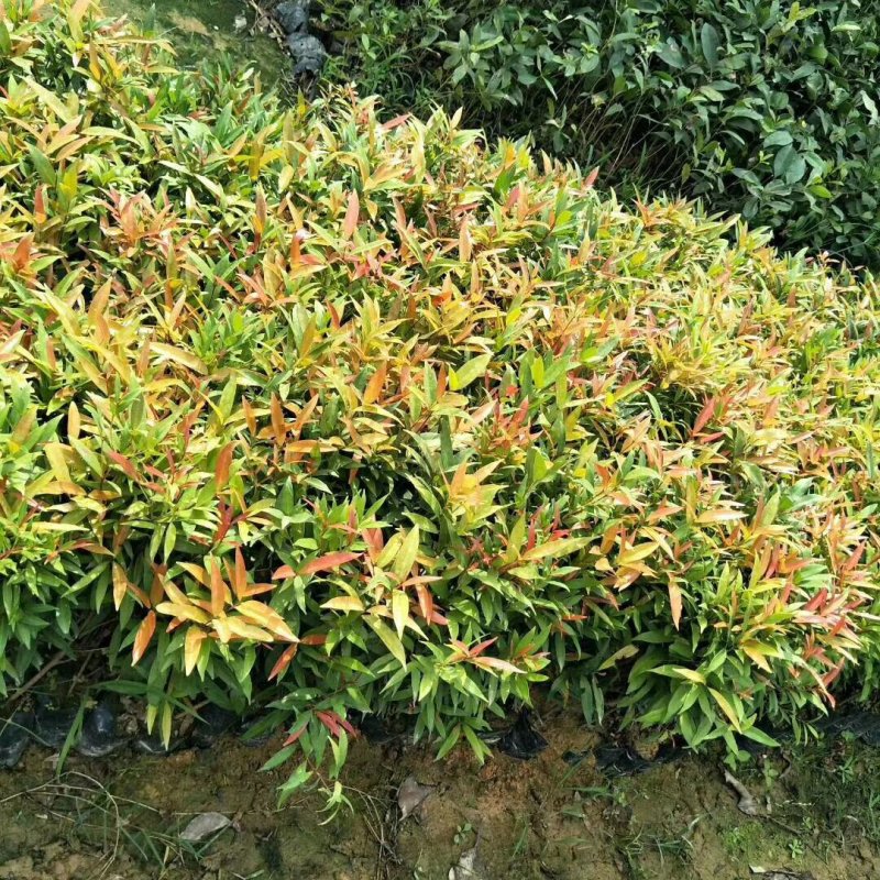 红车袋苗基地批发园林绿化苗木支持一件代发