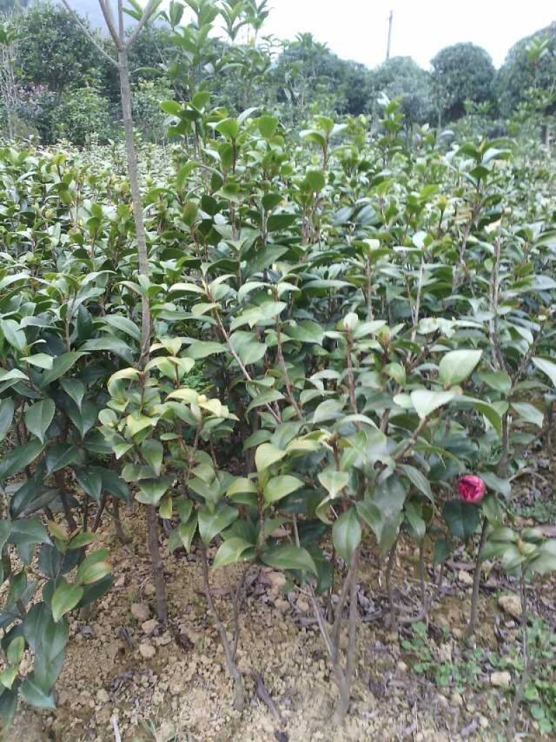 茶花树苗庭院小区阳台工程绿化吸尘美观