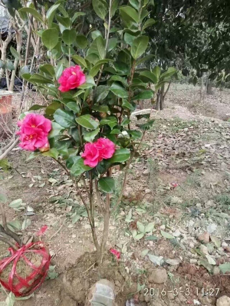 茶花树苗庭院小区阳台工程绿化吸尘美观