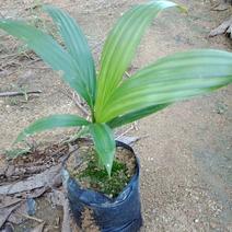 广州基地批发假槟榔苗棕榈科植物，四季常青绿植