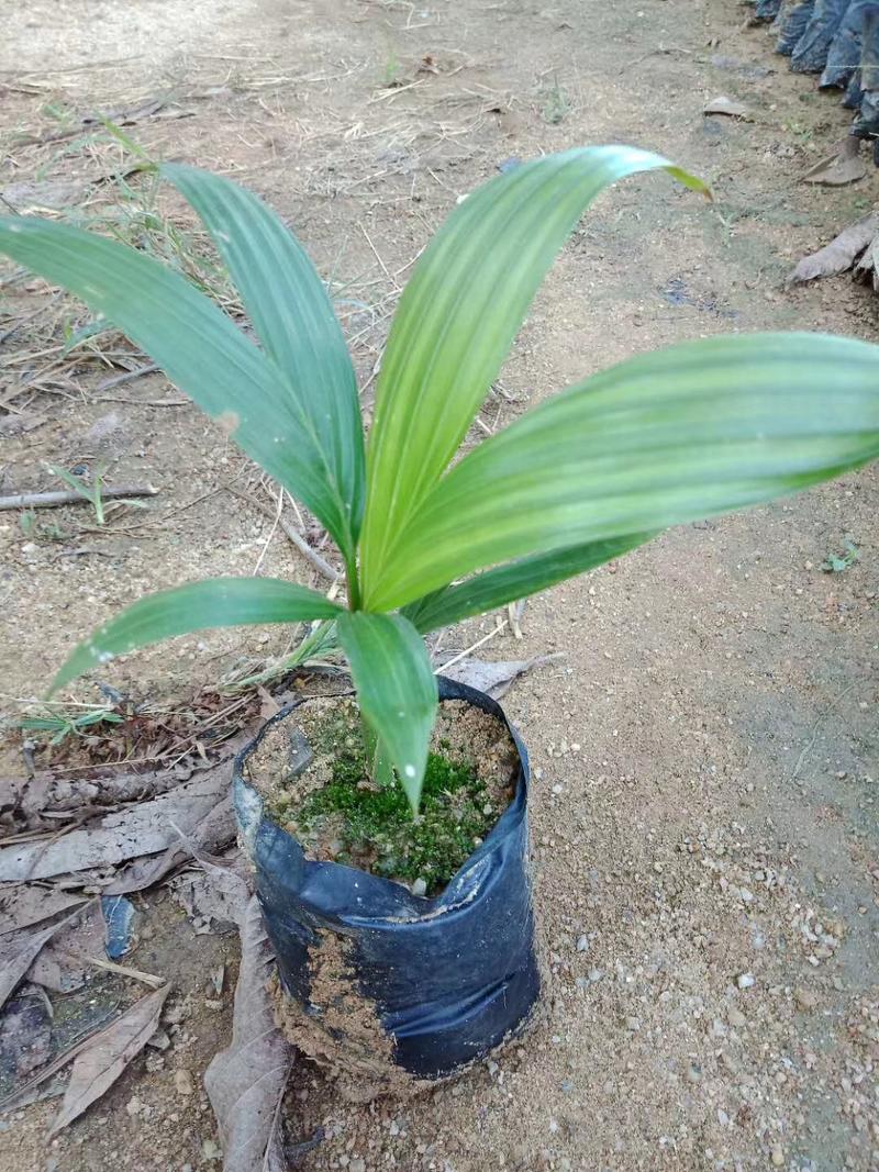 广州基地批发假槟榔苗棕榈科植物，四季常青绿植