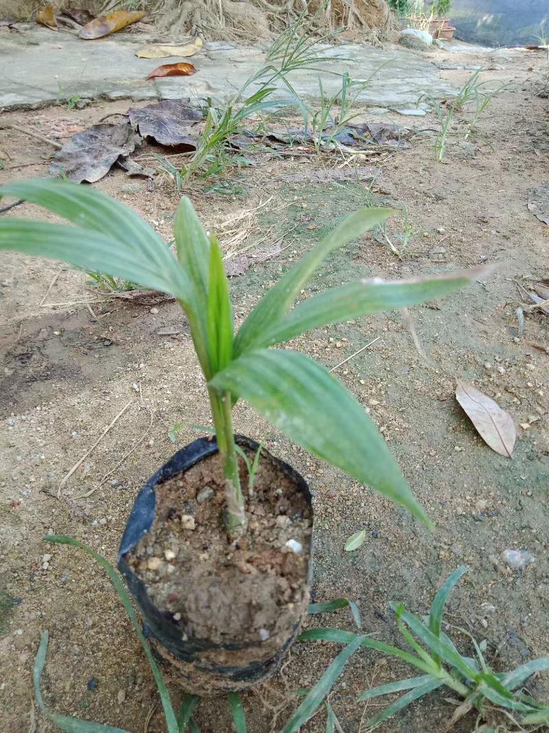 广州基地批发假槟榔苗棕榈科植物，四季常青绿植