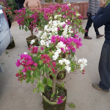 叶子花
