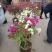 叶子花