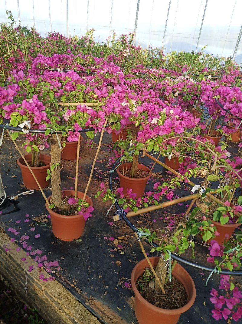 叶子花