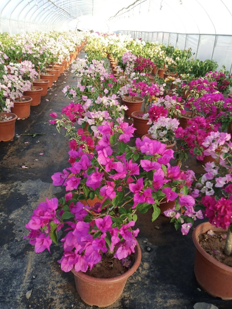 叶子花