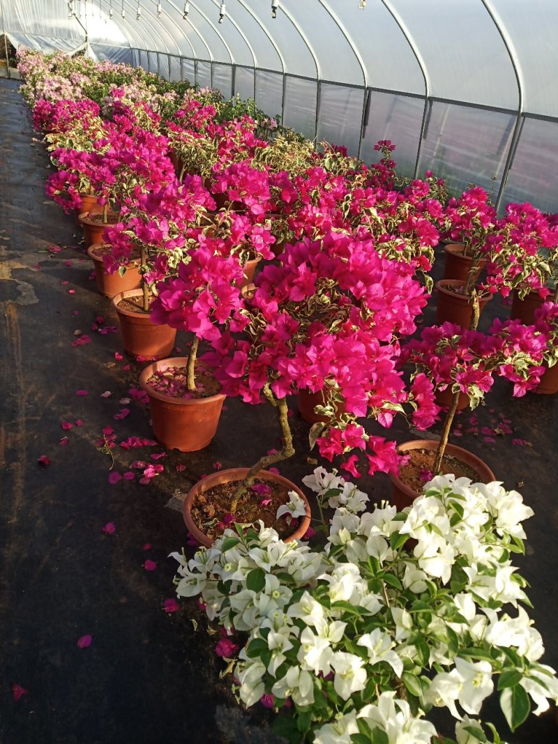 叶子花