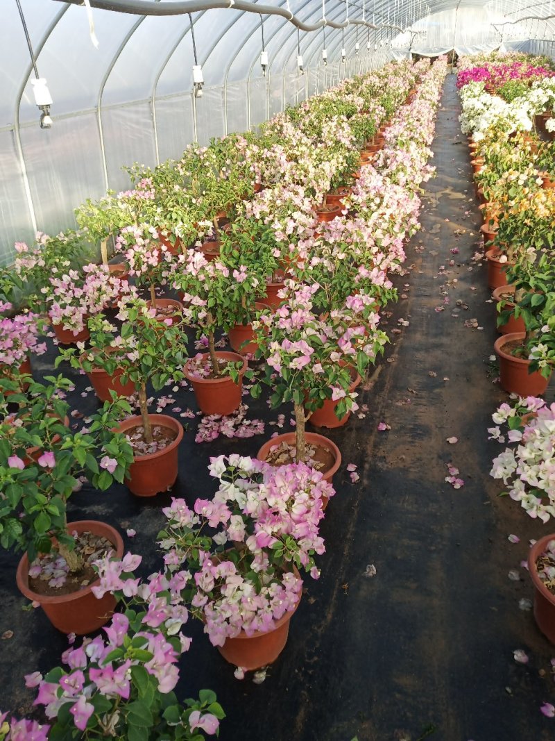 叶子花