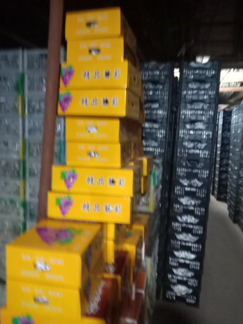 礼品盒巨峰葡萄二苼，头次。都有精品巨峰，红提，克论生