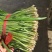 韭菜大量上市中，根粗叶绿，质量好有保证，价格便宜货源充足