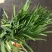 韭菜大量上市中，根粗叶绿，质量好有保证，价格便宜货源充足