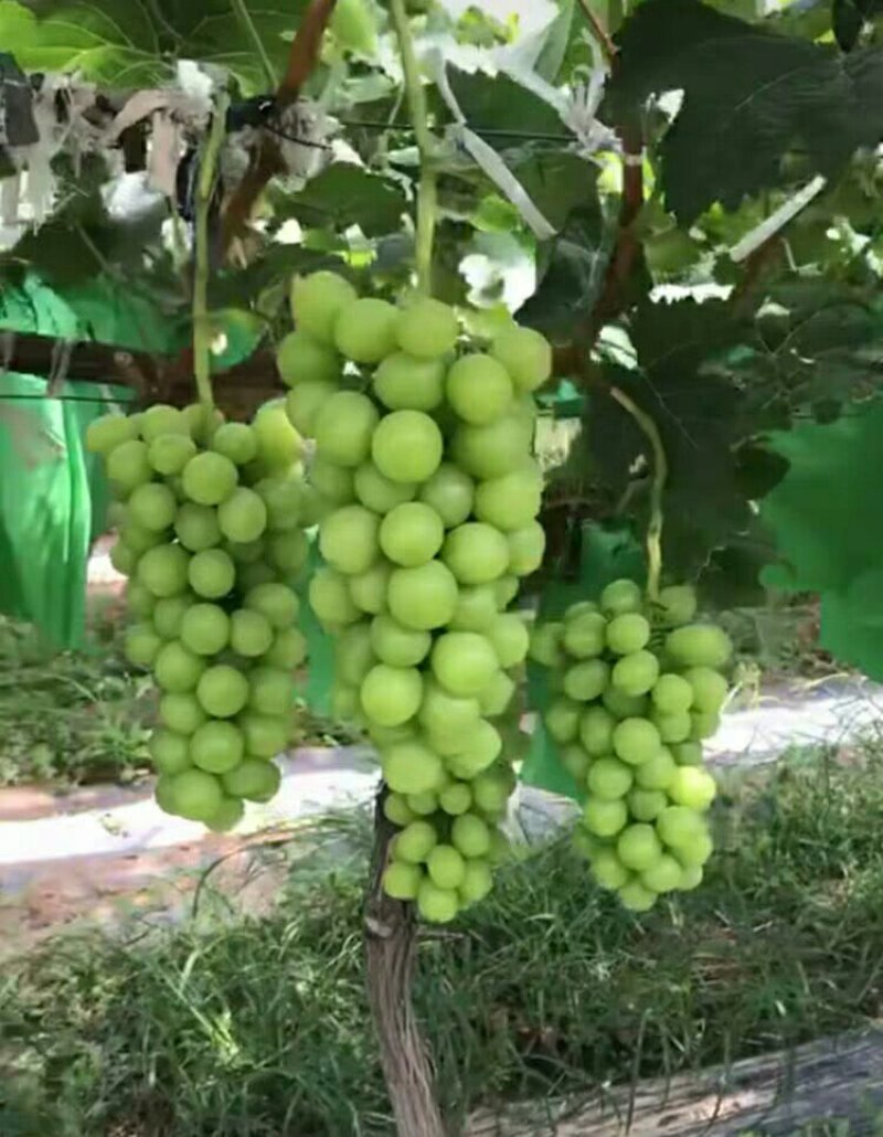 阳光玫瑰葡萄苗贝达占木嫁接葡萄苗抗病高产口感好