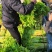 【热卖低价】山东芹菜大量低价供货，代发全国一手货源