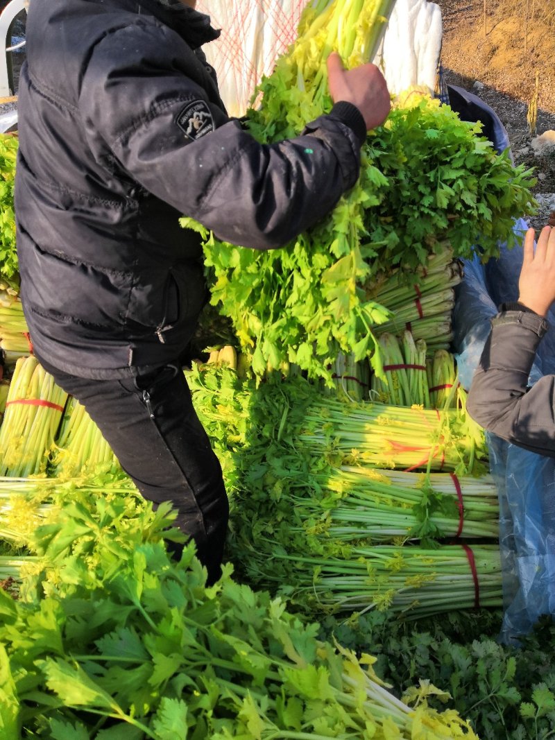 【热卖低价】山东芹菜大量低价供货，代发全国一手货源
