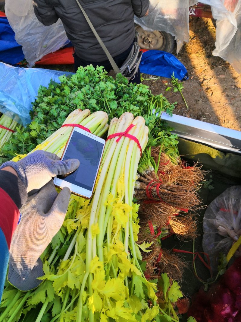 【热卖低价】山东芹菜大量低价供货，代发全国一手货源