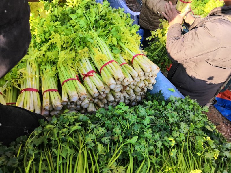 【热卖低价】山东芹菜大量低价供货，代发全国一手货源