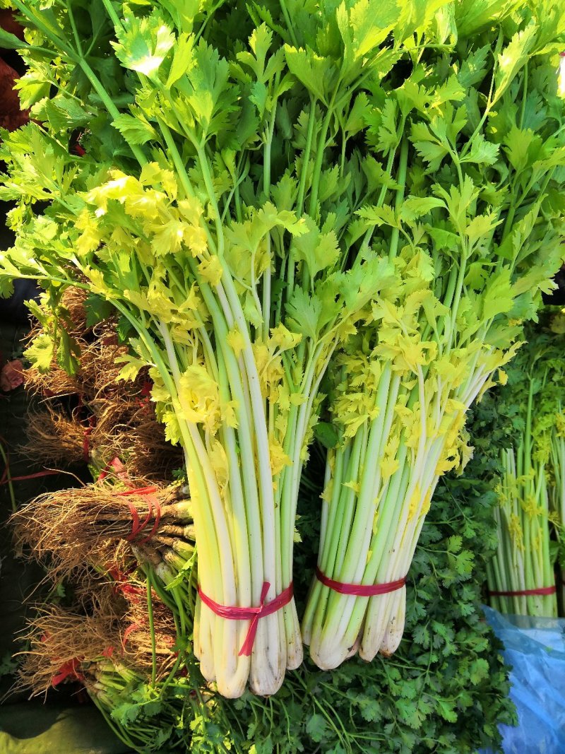 【热卖低价】山东芹菜大量低价供货，代发全国一手货源