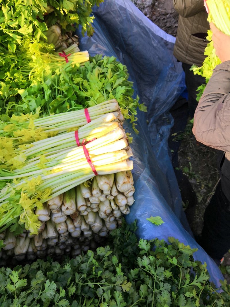 【热卖低价】山东芹菜大量低价供货，代发全国一手货源
