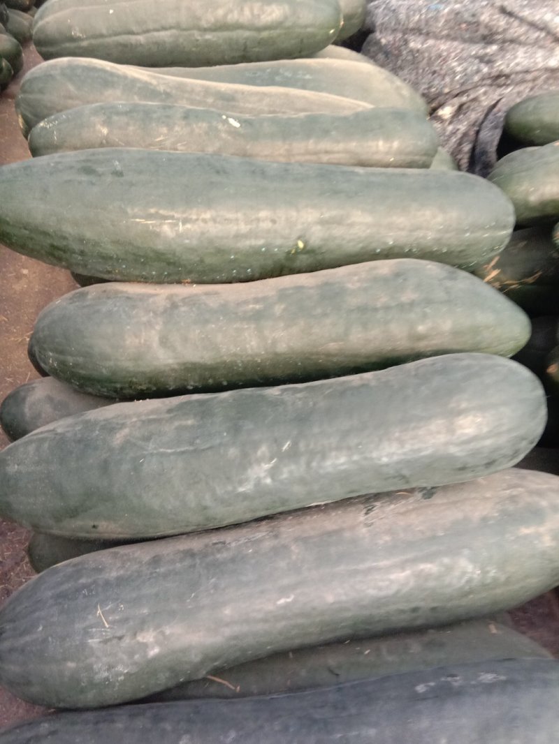 黑皮冬瓜色亮肉厚耐运输长短瓜各有十万斤欢迎定购