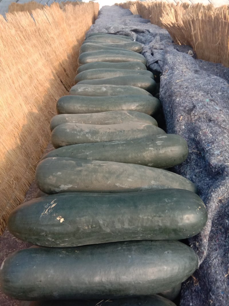 黑皮冬瓜色亮肉厚耐运输长短瓜各有十万斤欢迎定购