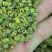 石斛小米斛石斛石斛胶质多化渣干净