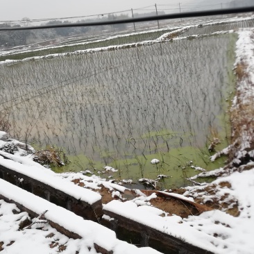 全国最大万亩灯心草基地