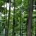 油松，红叶杨，泡桐及泡桐根桩