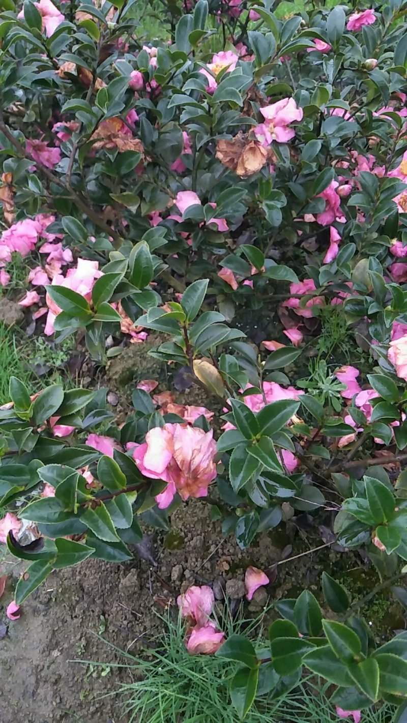 茶玫球