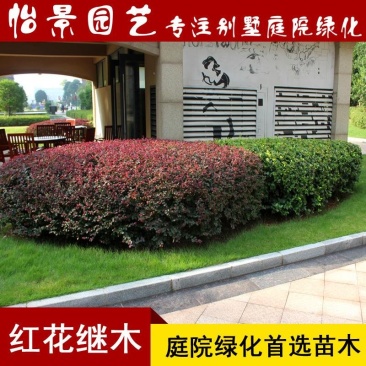 红花继木小苗红继木苗红继木球庭院绿化树苗木园林绿化树苗