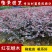 红花继木小苗红继木苗红继木球庭院绿化树苗木园林绿化树苗