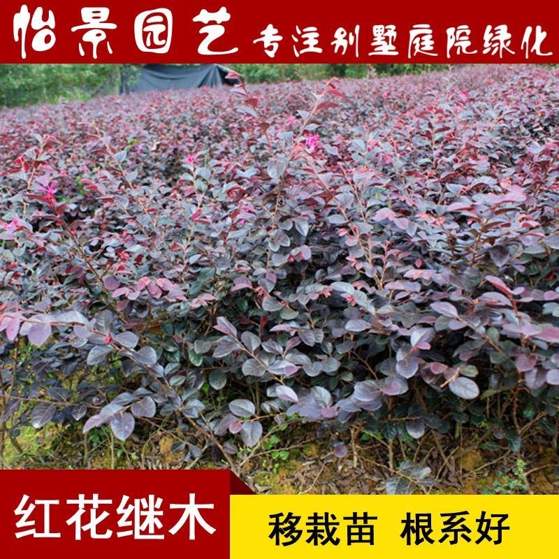 红花继木小苗红继木苗红继木球庭院绿化树苗木园林绿化树苗