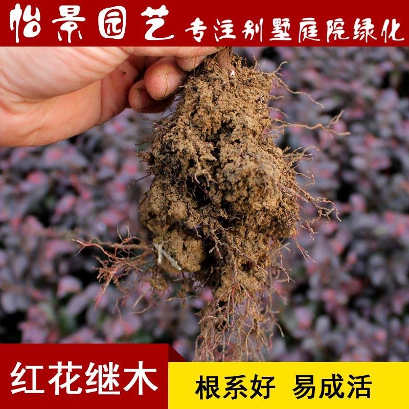 红花继木小苗红继木苗红继木球庭院绿化树苗木园林绿化树苗