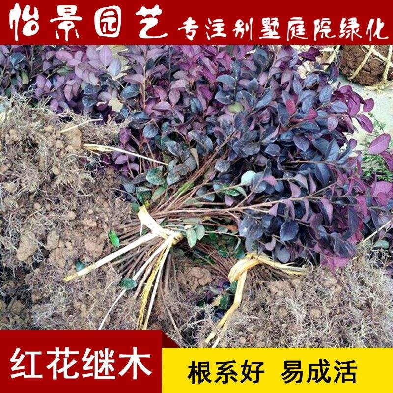 红花继木小苗红继木苗红继木球庭院绿化树苗木园林绿化树苗