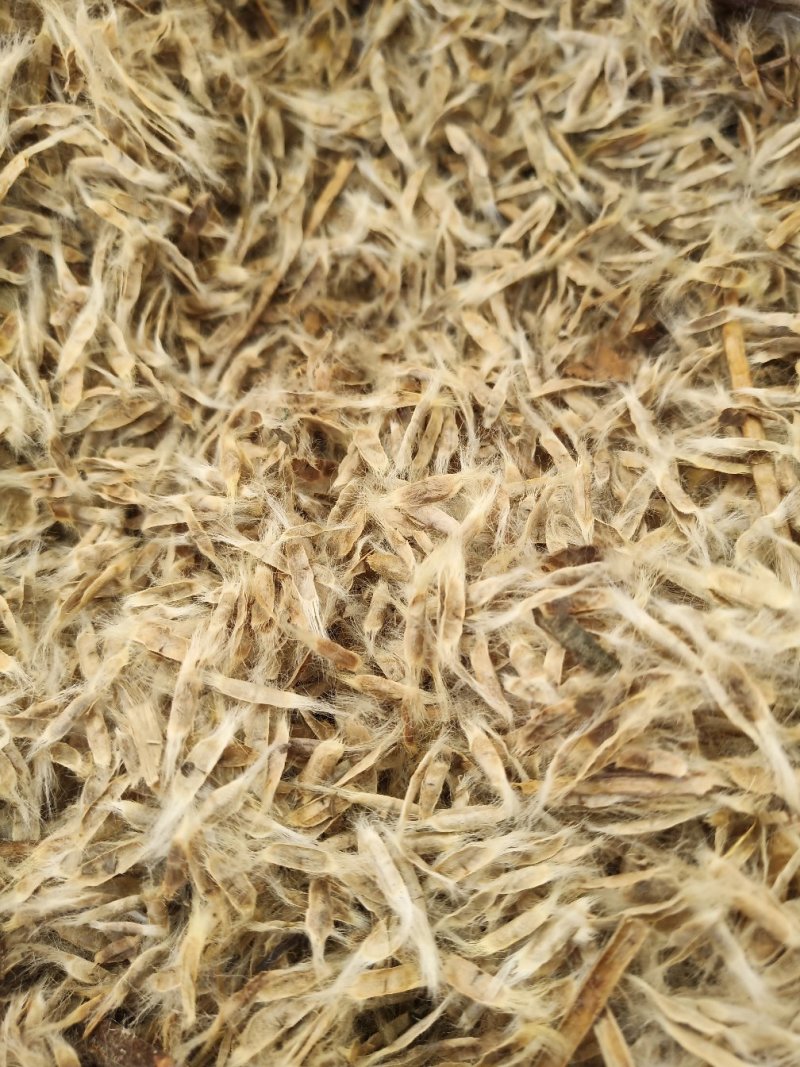 梓树种子