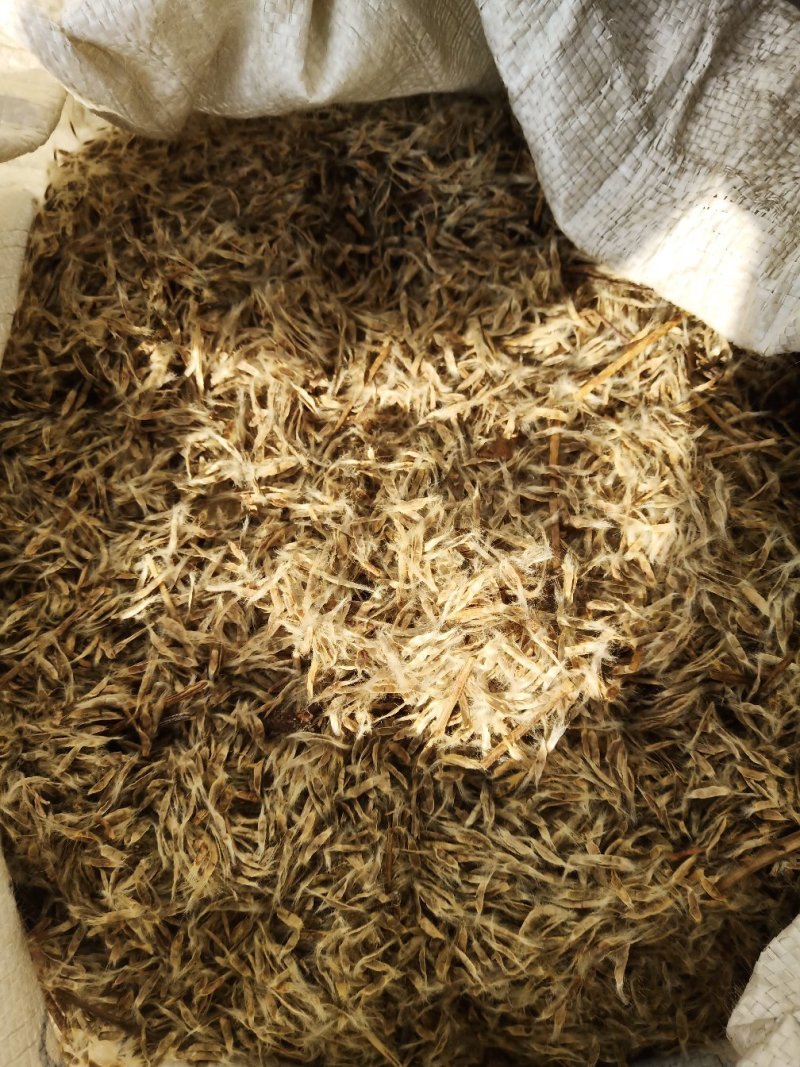 梓树种子