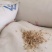 梓树种子