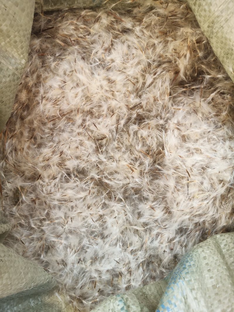 梓树种子