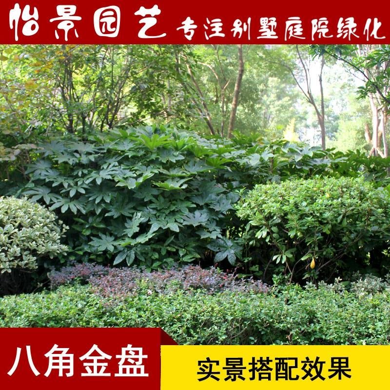 八角金盘八角金盆庭院绿化树苗木园林绿化树苗工程苗