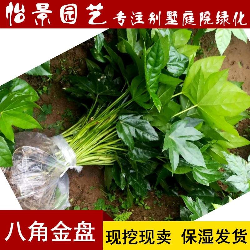 八角金盘八角金盆庭院绿化树苗木园林绿化树苗工程苗